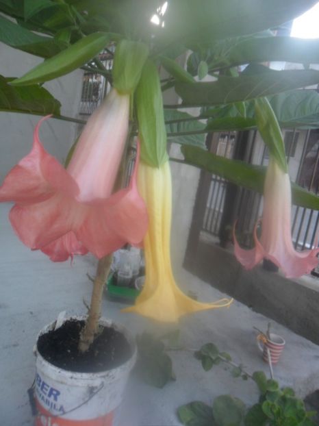  - brugmansii 2018 2