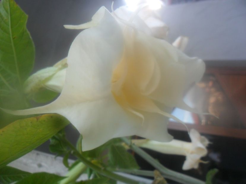  - brugmansii 2018 2
