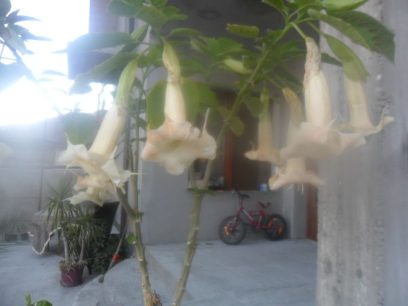  - brugmansii 2018 2