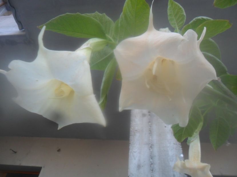  - brugmansii 2018 2