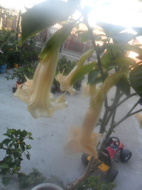  - brugmansii 2018 2