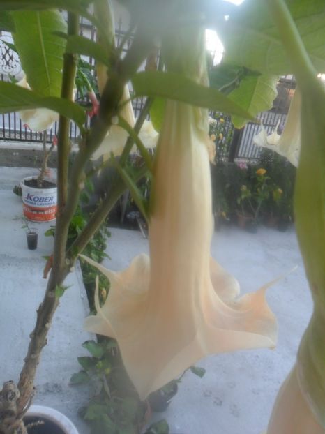  - brugmansii 2018 2