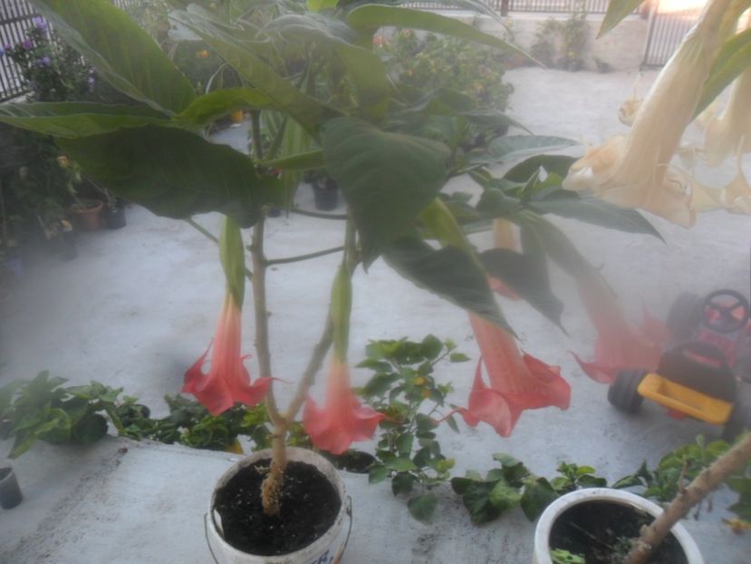  - brugmansii 2018 2