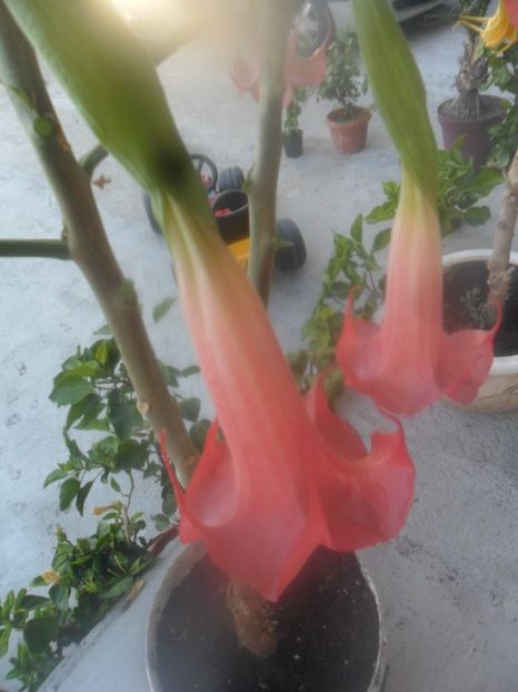  - brugmansii 2018 2