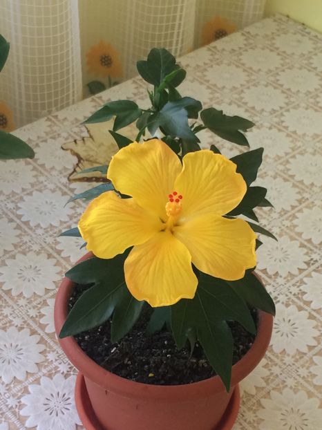  - Florile mele