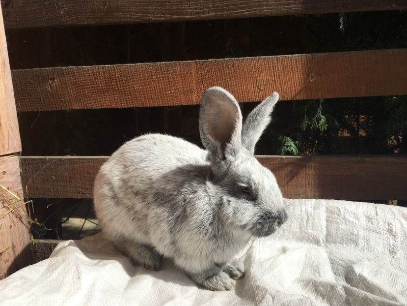 M 1-0 RO 12 48117 - X Iepuri ce i-am avut