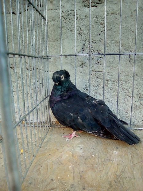  - Jucatori de Calarasi Negrii