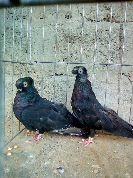  - Jucatori de Calarasi Negrii