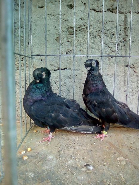  - Jucatori de Calarasi Negrii