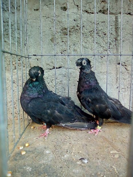  - Jucatori de Calarasi Negrii