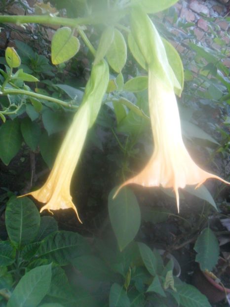  - brugmansii 2018 2