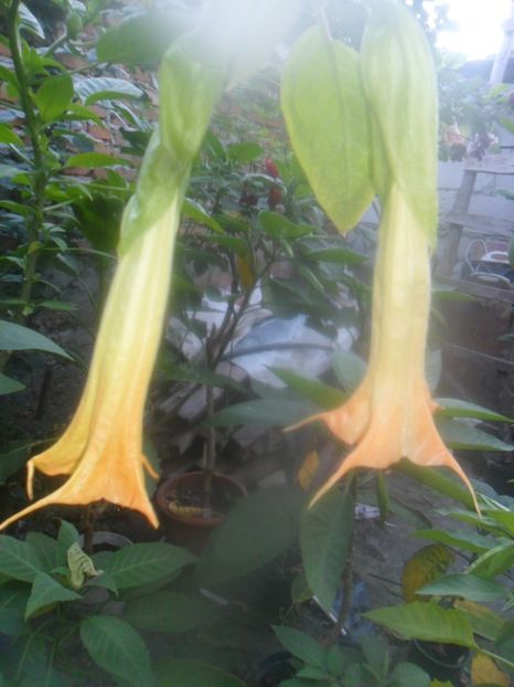  - brugmansii 2018 2