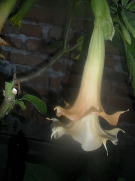  - brugmansii 2018 2