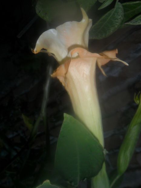  - brugmansii 2018 2