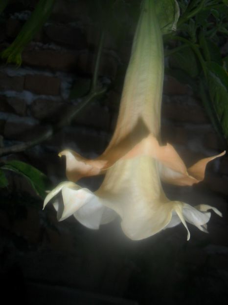  - brugmansii 2018 2