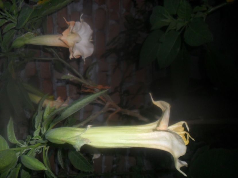  - brugmansii 2018 2