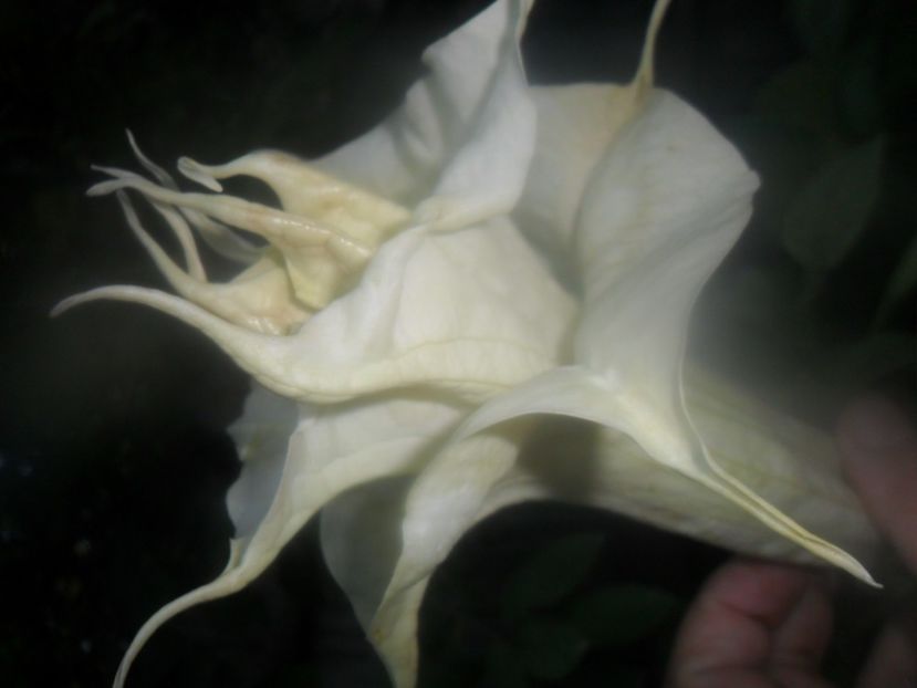  - brugmansii 2018 2