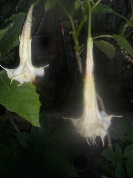  - brugmansii 2018 2