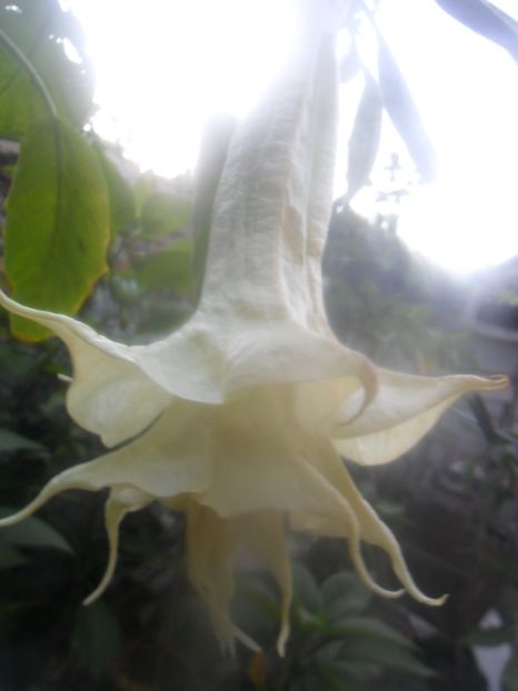  - brugmansii 2018 2
