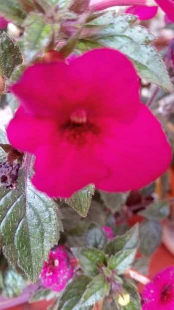  - Weinrot Elfe