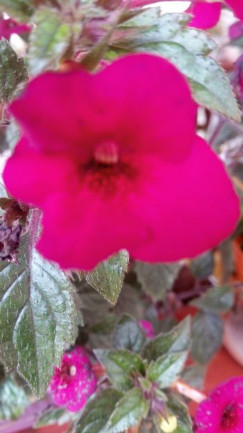  - Weinrot Elfe