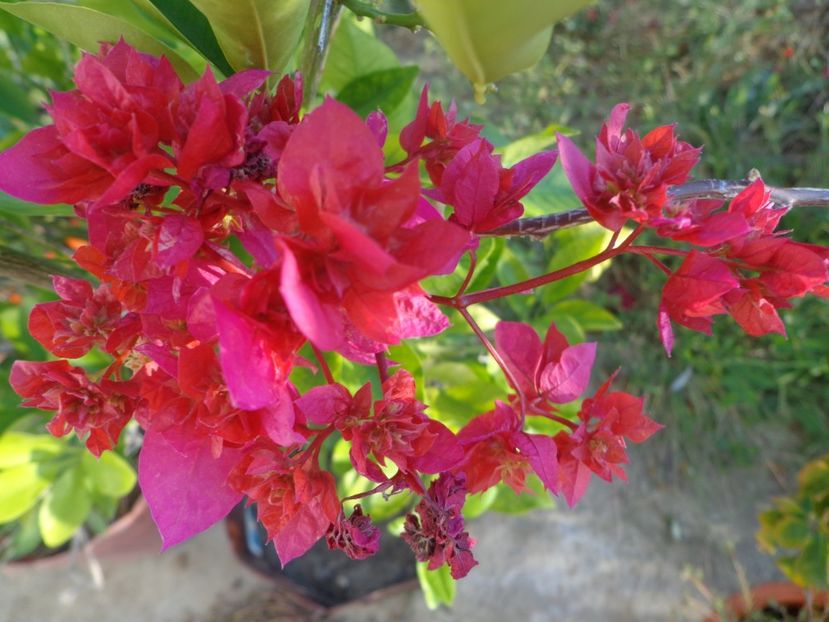  - BOUGAINVILLEA 2018