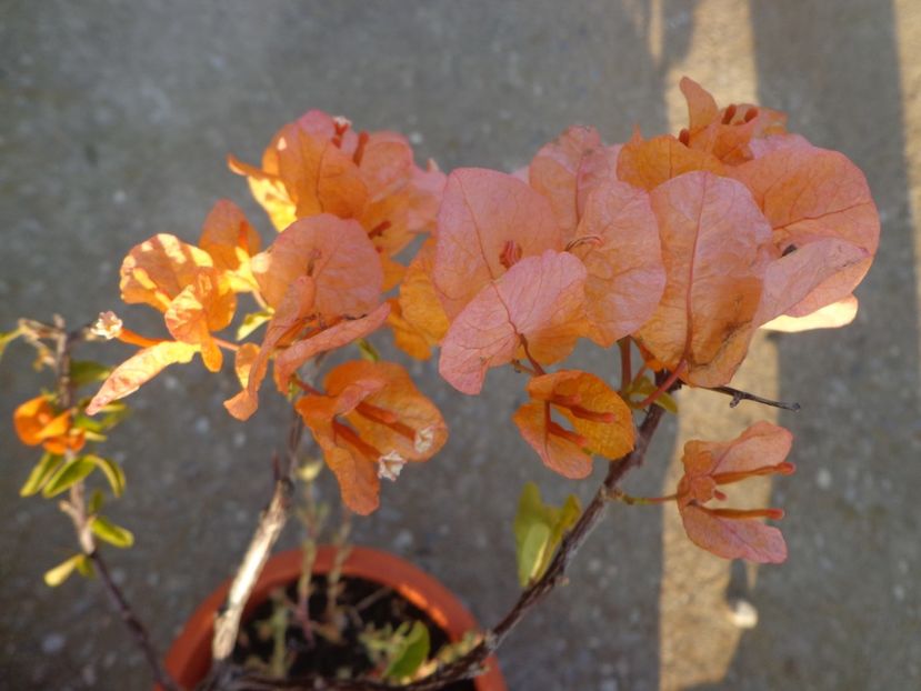  - BOUGAINVILLEA 2018