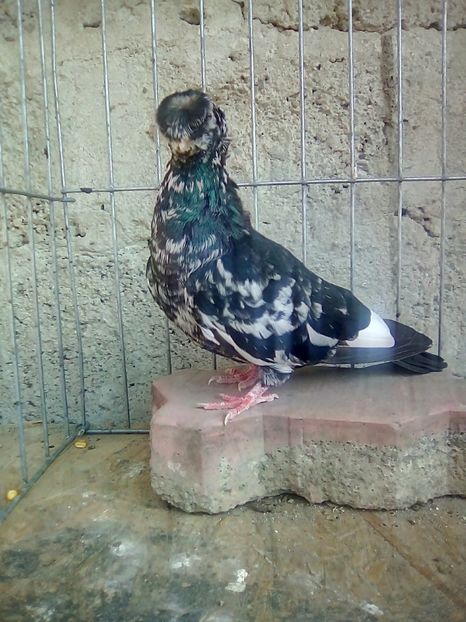  - Pestriti pe Negru dublu motati