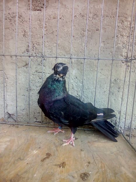  - Jucatori de Calarasi Negrii