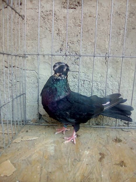  - Jucatori de Calarasi Negrii