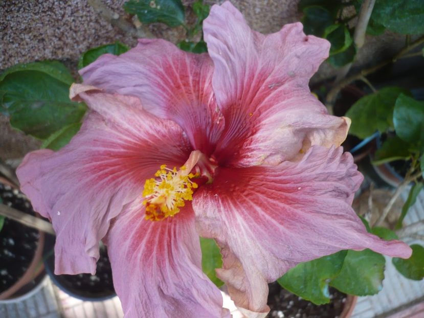 P1400166 - HIBISCUSI 2018-4