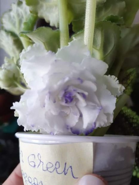 Rs Green Lagoon 5da4af5175bd8a3e92d03cc5f570ab9e.0 - Rs Green Lagoon