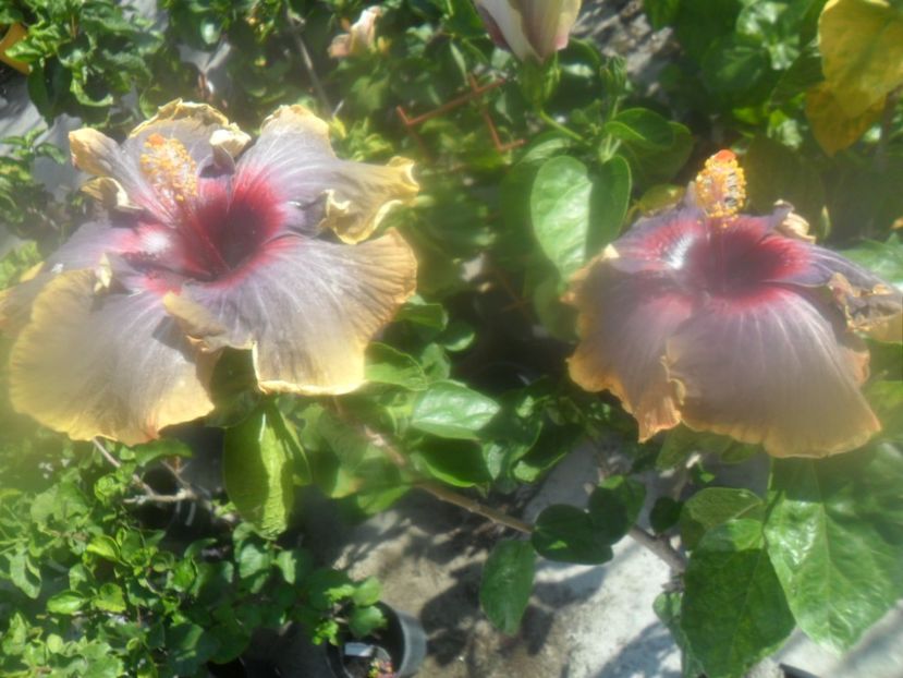  - hibiscusi 2018 7