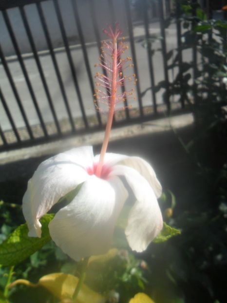  - hibiscusi 2018 7