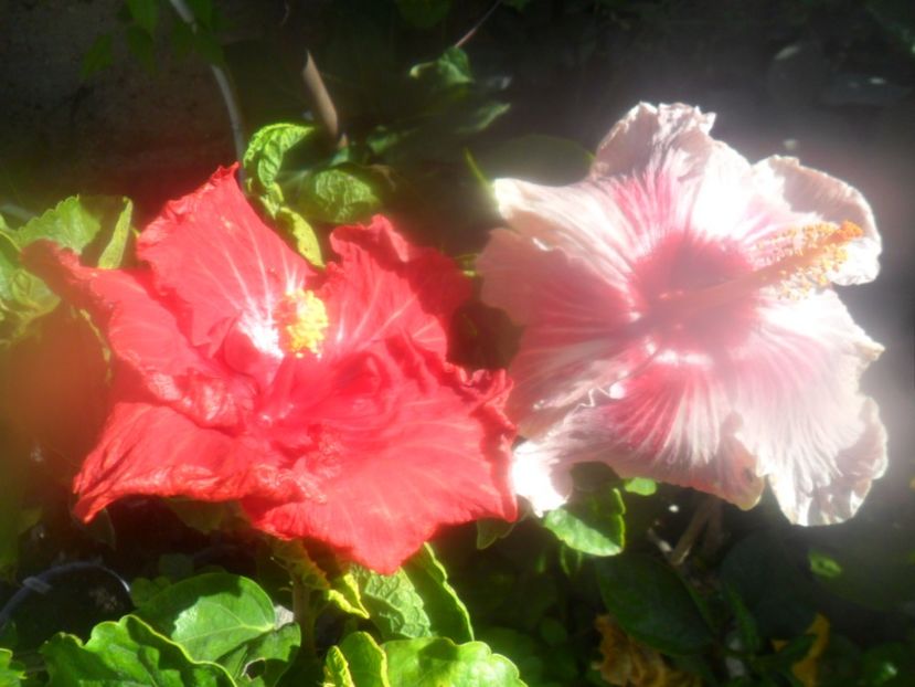  - hibiscusi 2018 7