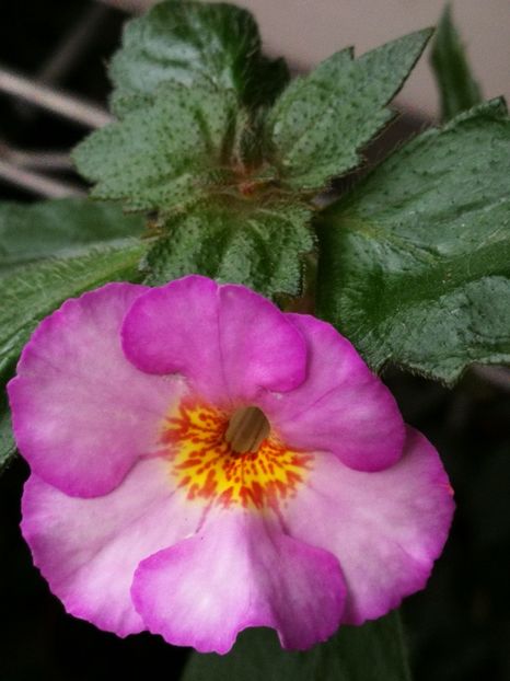  - Achimenes 2018