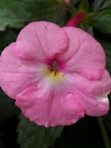  - Achimenes 2018