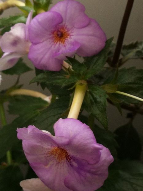 - Achimenes 2018