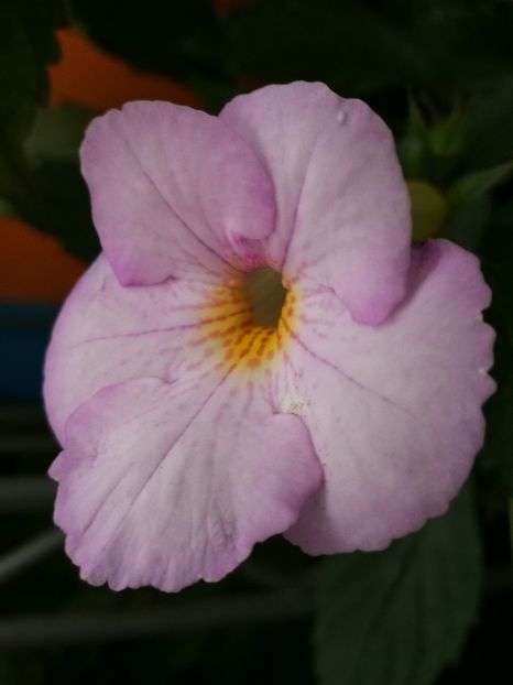  - Achimenes 2018