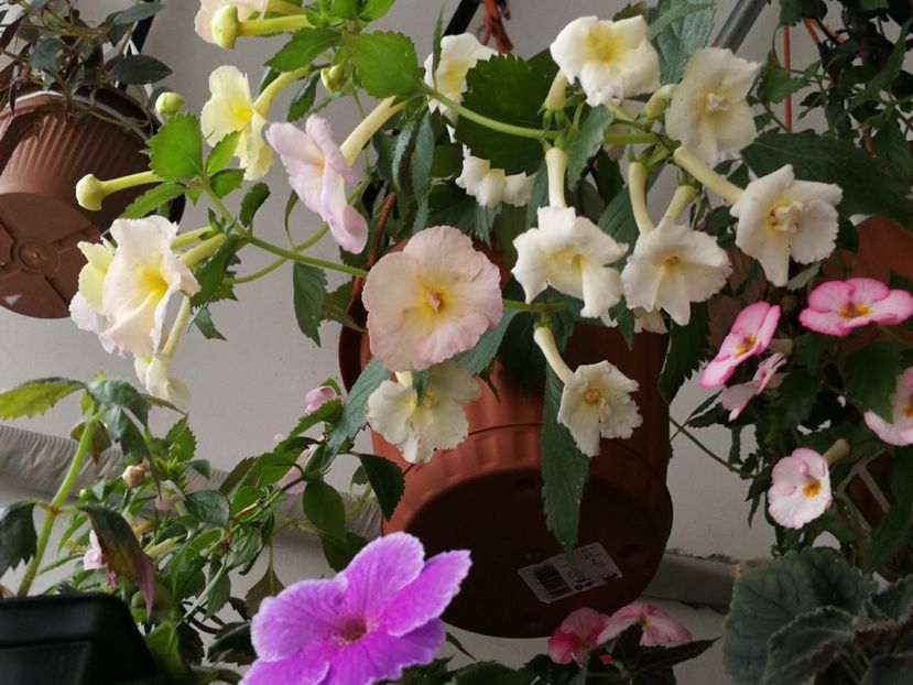  - Achimenes 2018