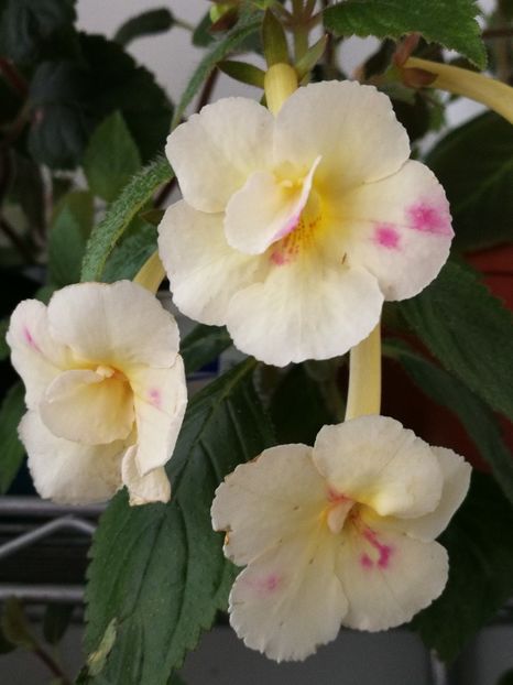  - Achimenes 2018