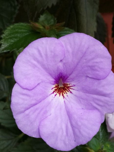  - Achimenes 2018