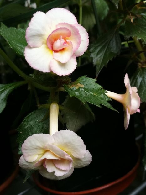  - Achimenes 2018