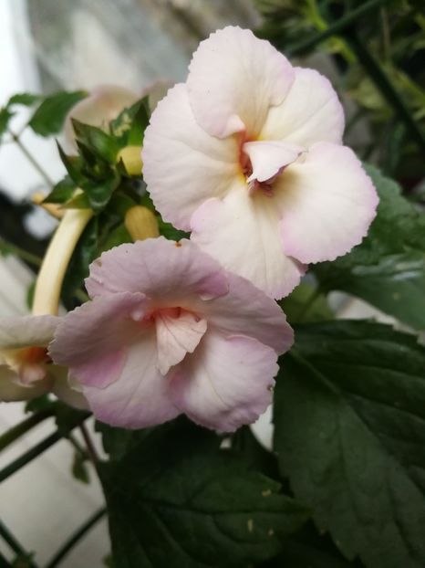  - Achimenes 2018