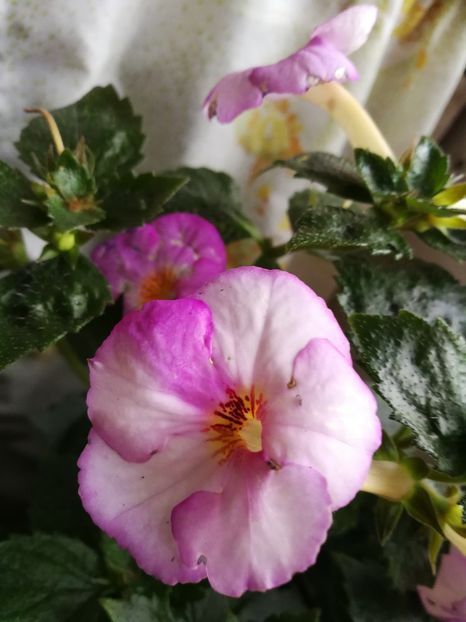  - Achimenes 2018