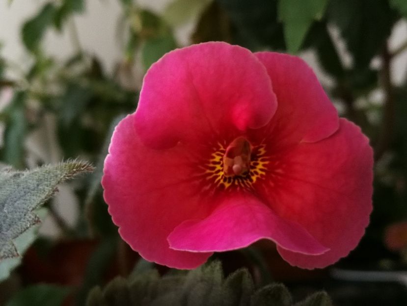  - Achimenes 2018