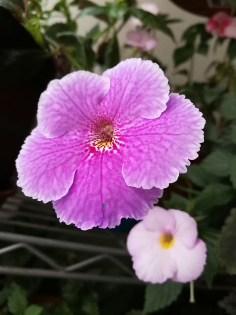  - Achimenes 2018