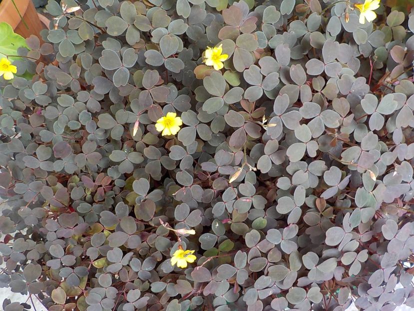  - oxalis