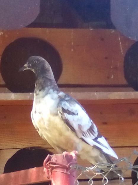  - porumbei culori deosebite