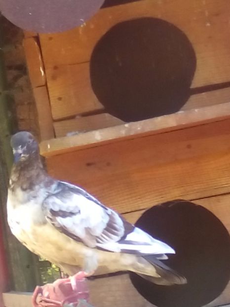  - porumbei culori deosebite